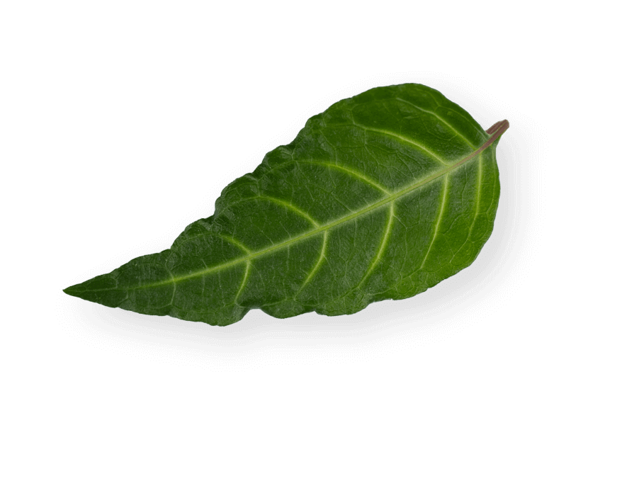 Elemento visual