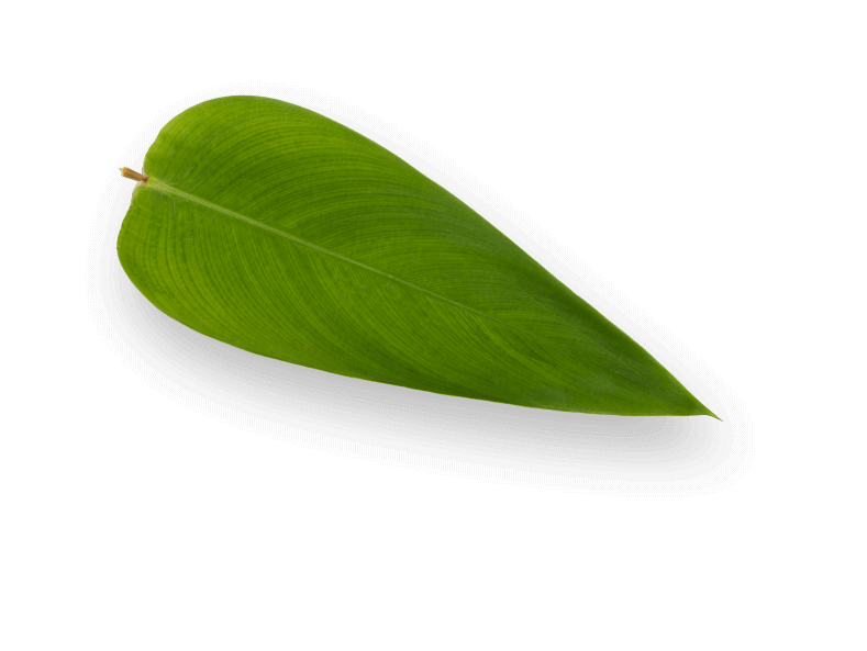 Elemento visual